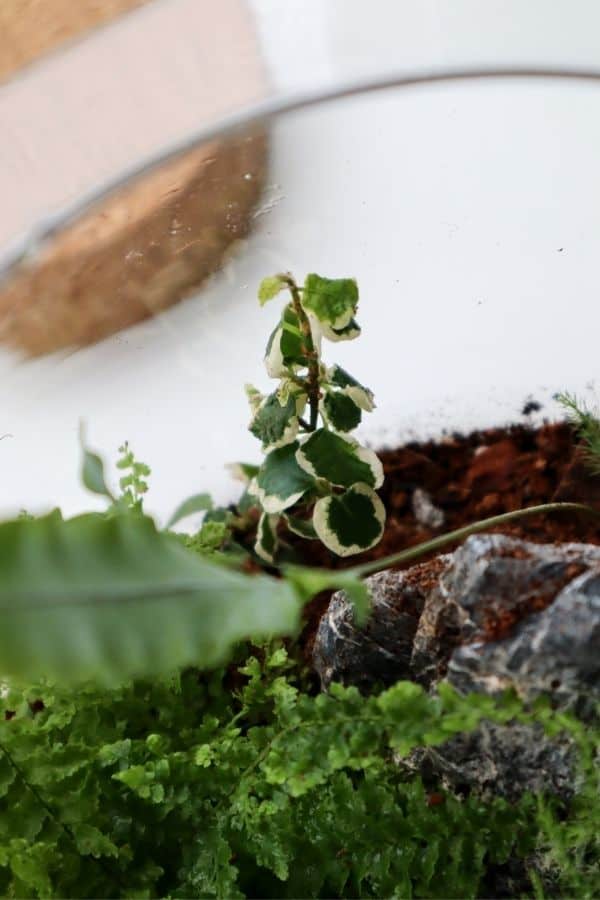 Ficus pumila in a terrarium