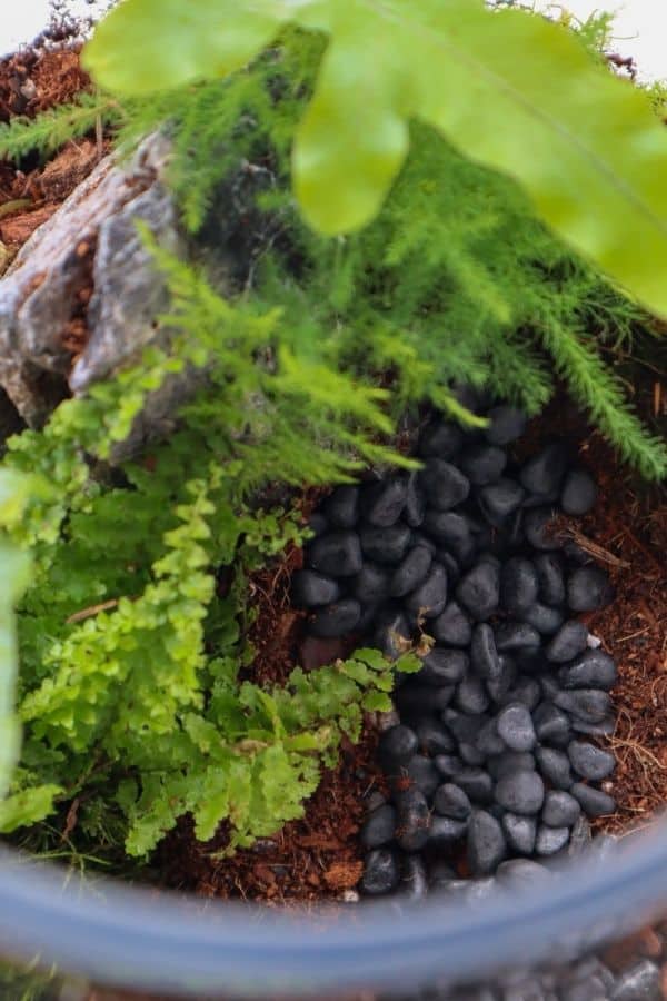 river rocks in terrarium