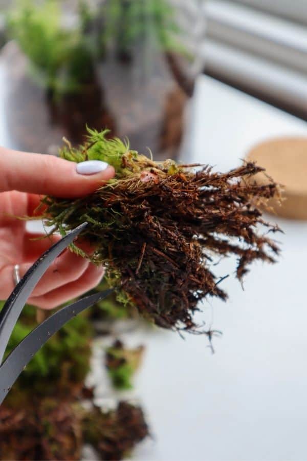 Cutting Mood Moss