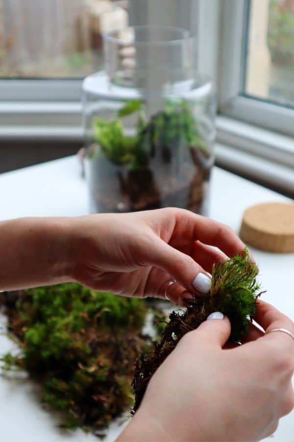 terrarium #moss #mossterrarium #nature #ecosystem #indoor #garden #forest  #theurbannemophilist #reels