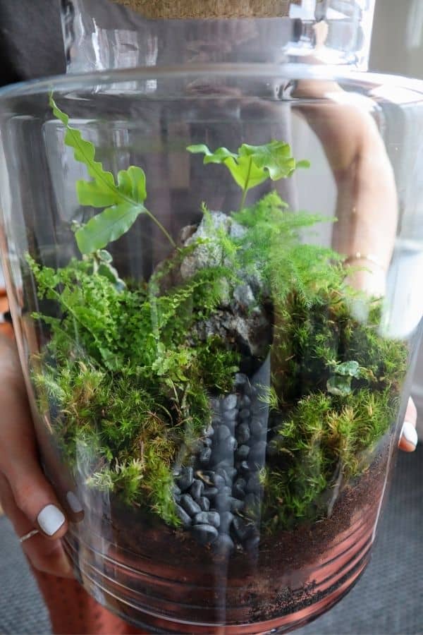 I made a woodland-themed moss terrarium : r/plants