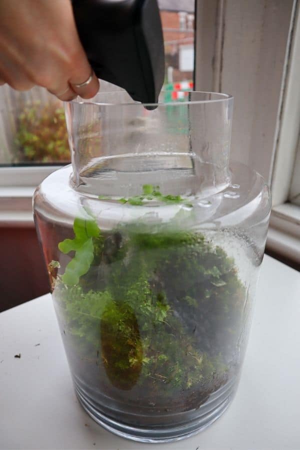 Landscape! The glass bowl is old and thin, moss on coco peat, mossy sticks  from a forest nearby!! : r/terrariums