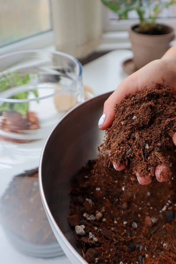 micro woodlands mini terrarium