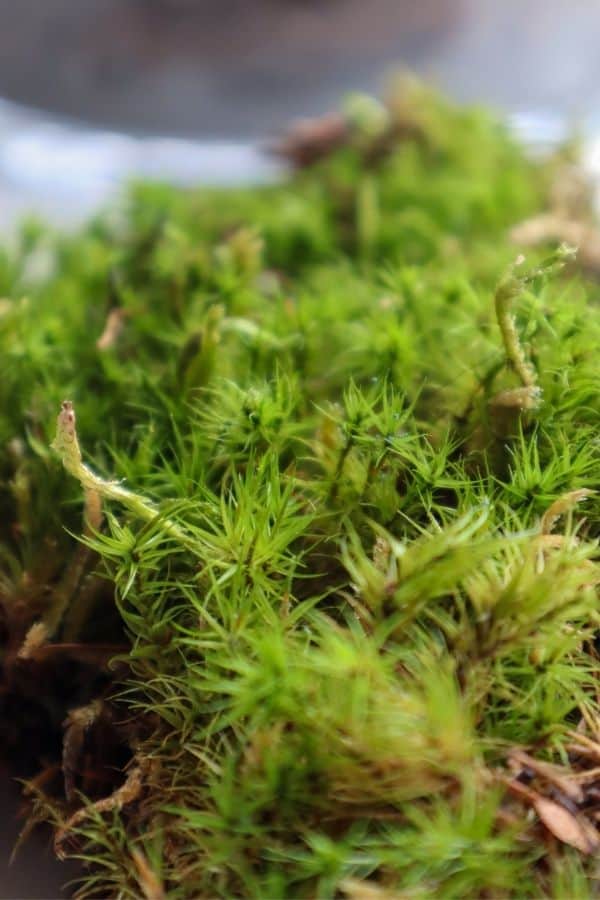 terrarium #moss #mossterrarium #nature #ecosystem #indoor #garden #forest  #theurbannemophilist #reels