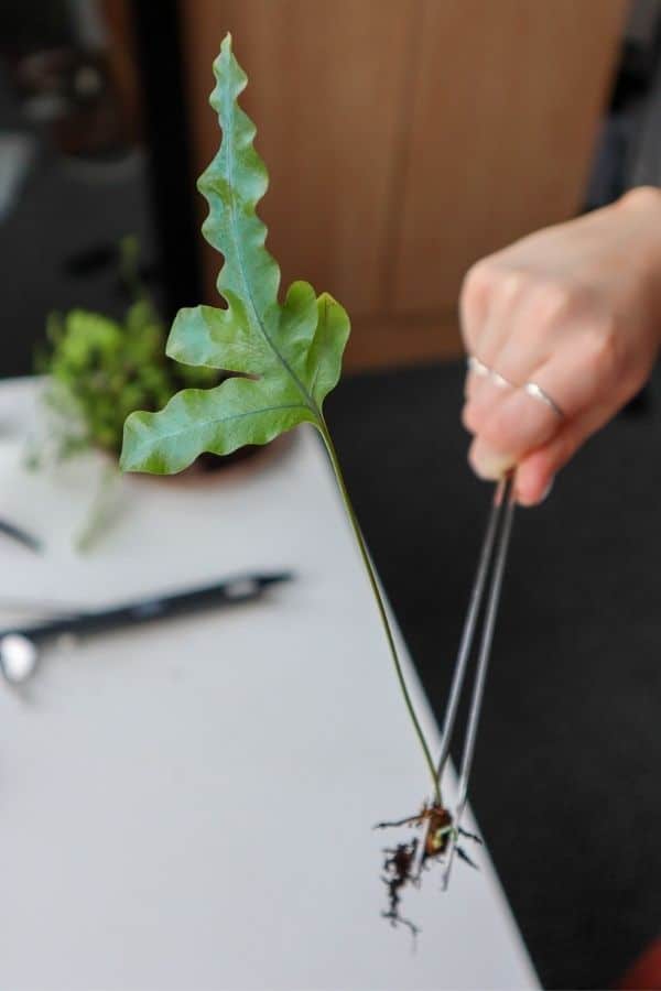 Blue Star Fern Frond