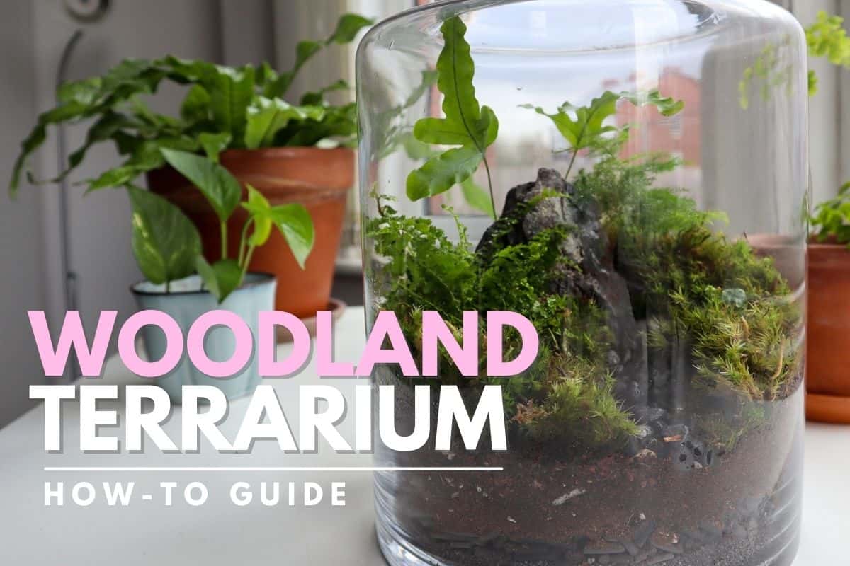 Creating a Moss Terrarium Garden for Gorgeous Green Indoor Decor