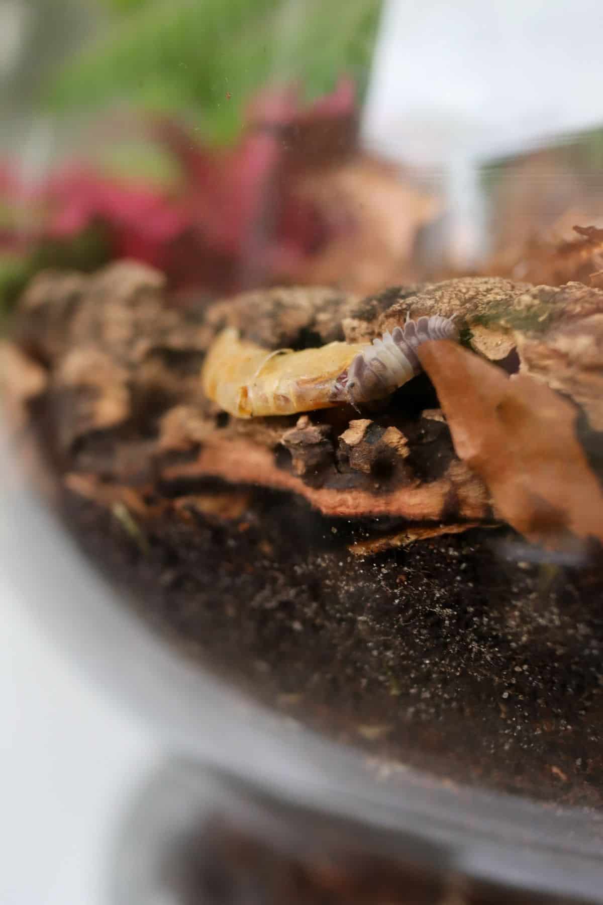 panda king isopods feeding on shrimp