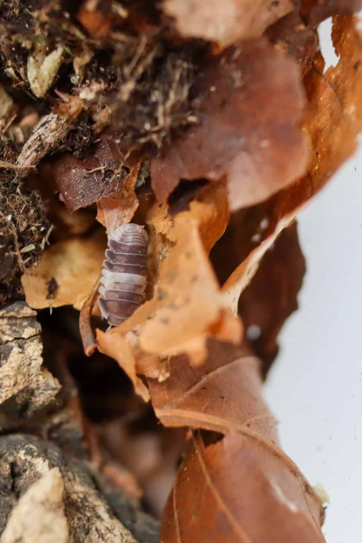 panda king isopods in leaf litter