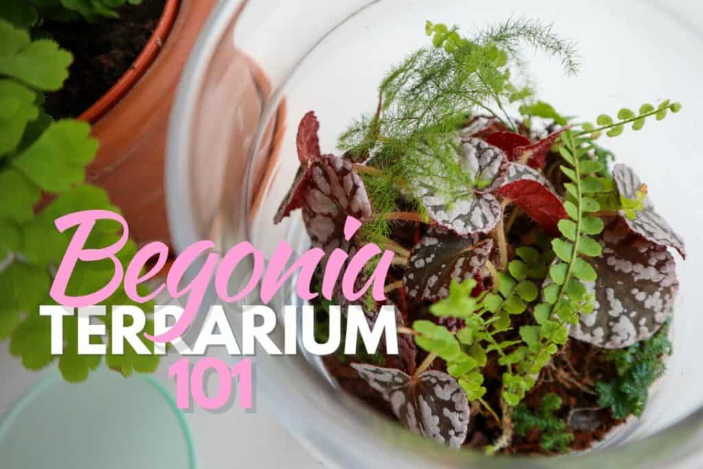 Begonia Terrarium 101: Top Plants & (Step-By-Step) Guide