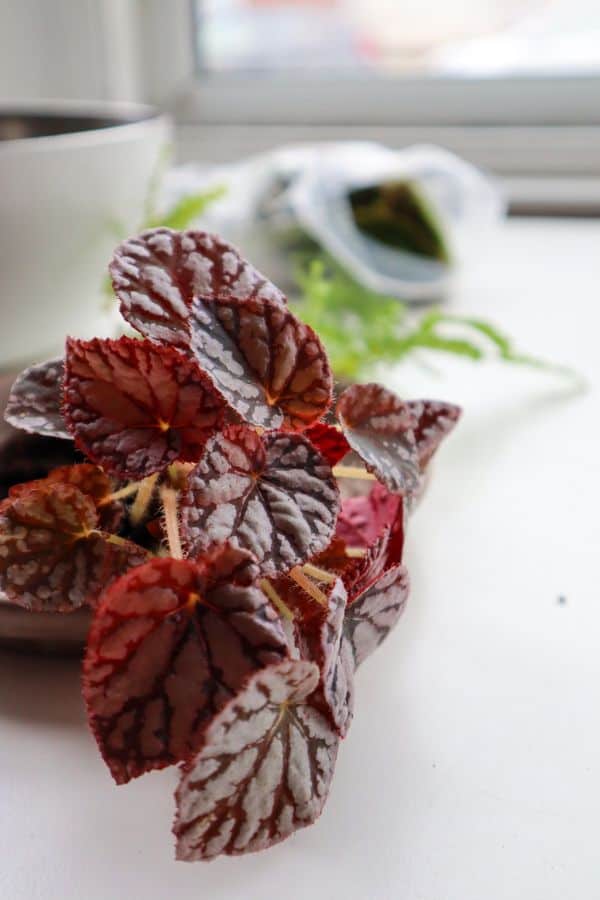 Begonia Terrarium