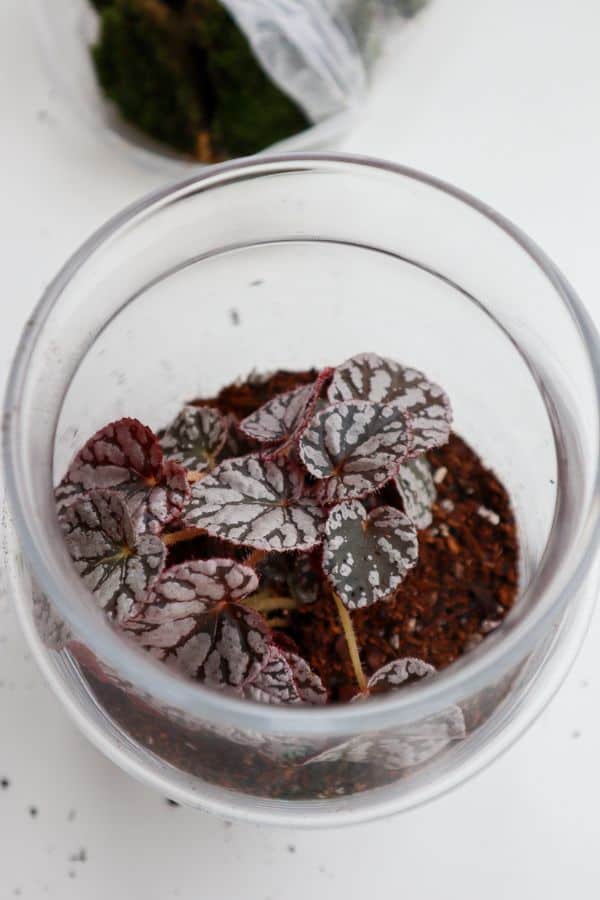 Begonia Terrarium