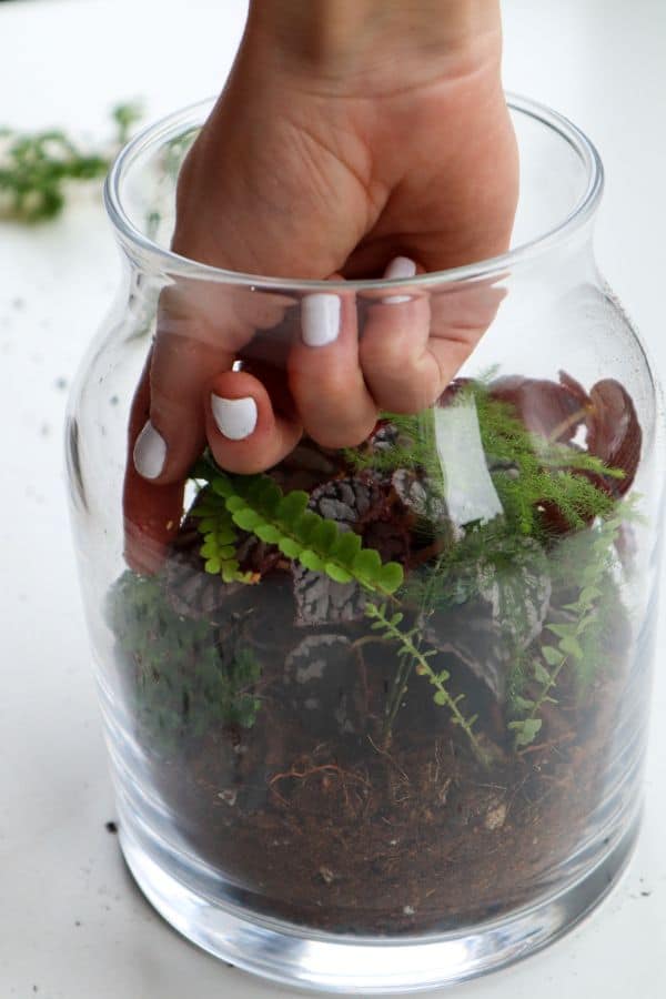 Begonia Terrarium