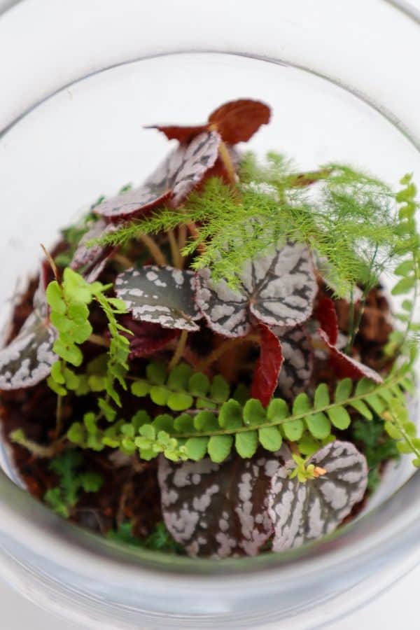 Begonia Terrarium