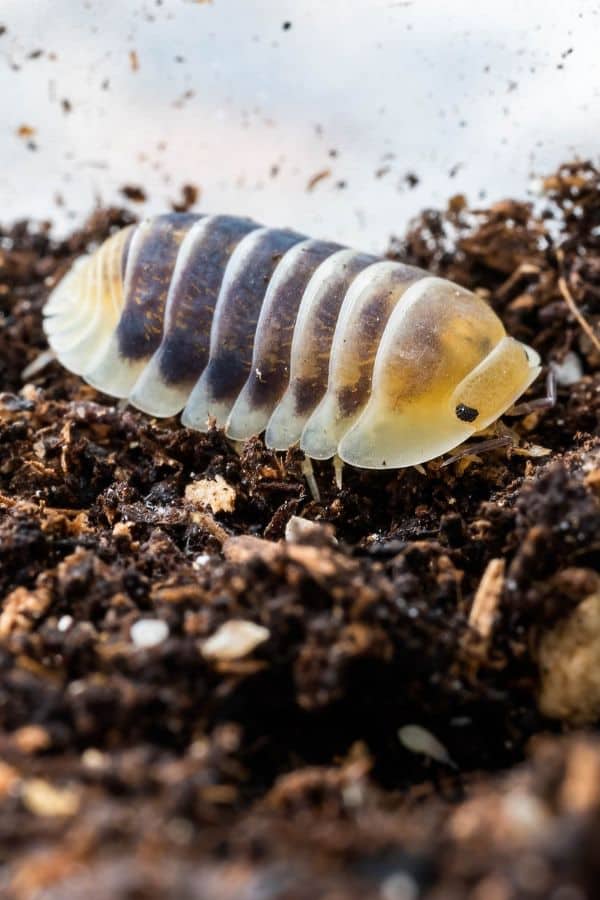 Giant Isopods As Pets