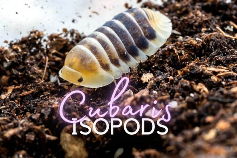 Cubaris isopods