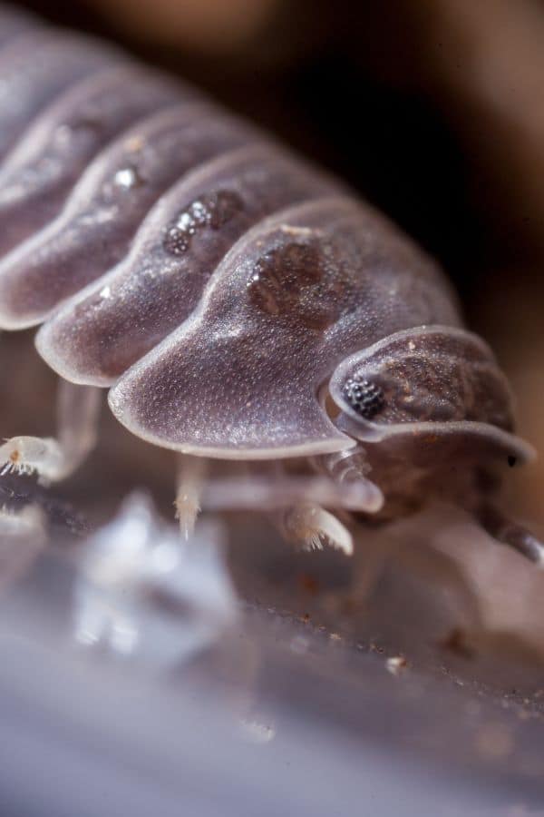 Cubaris murina