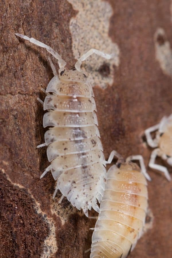 dalmatian isopods