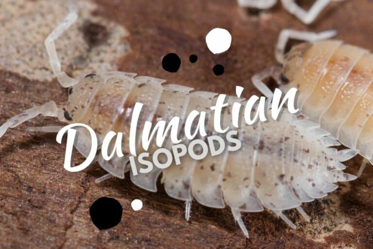 dalmatian isopods