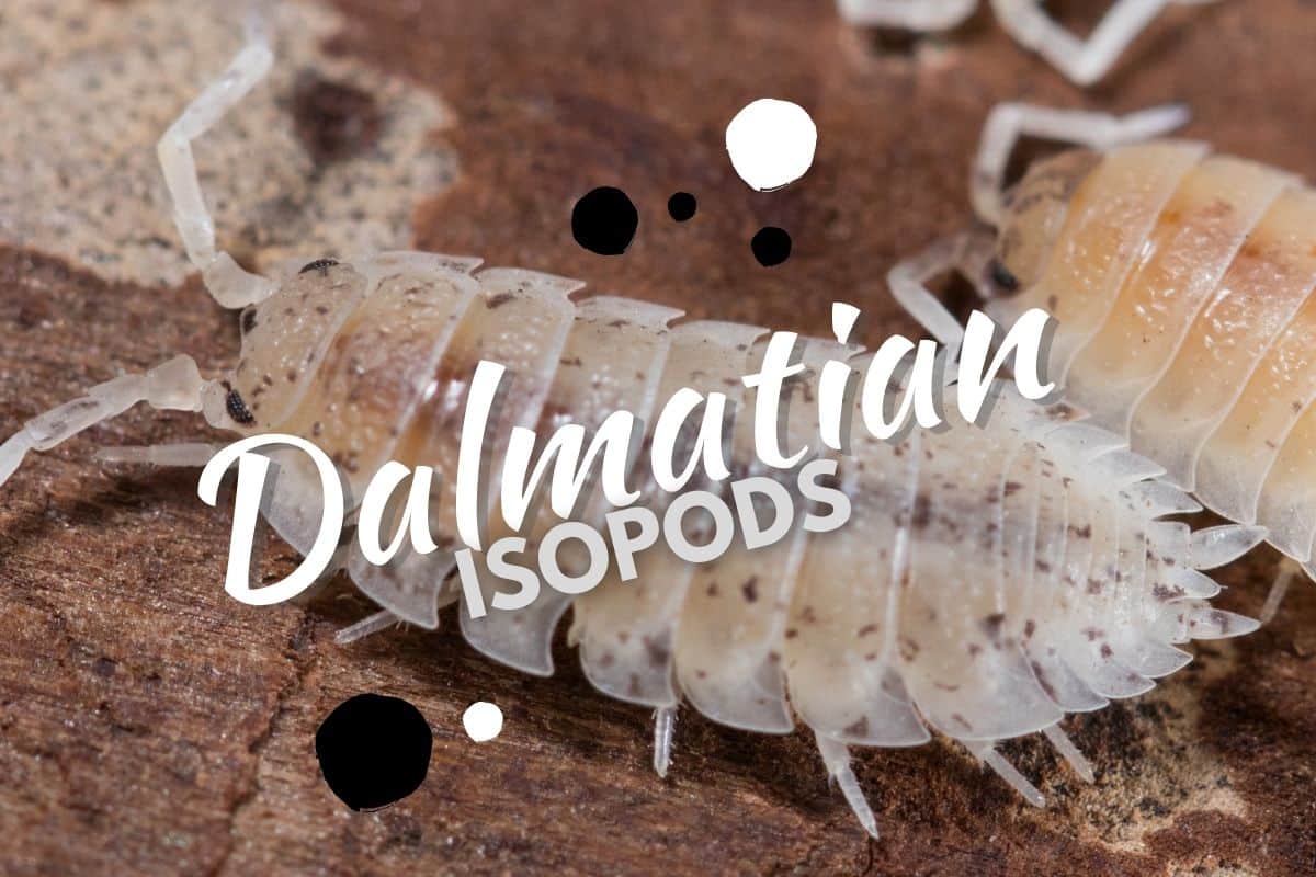 The Dalmatian Isopod Species Guide: Spot the Difference! - Terrarium Tribe