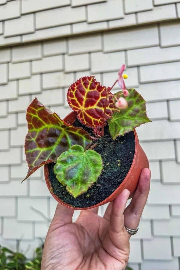 Begonia rajah etsy