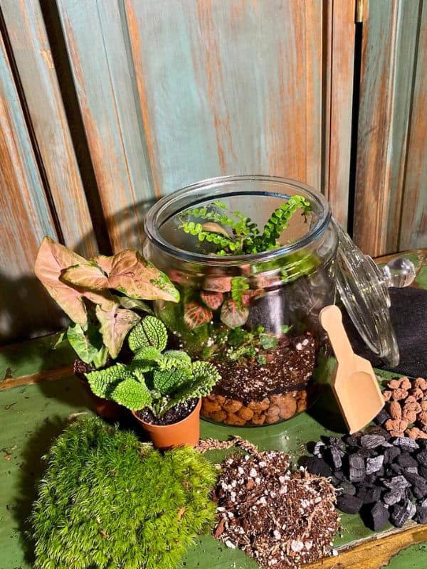 Looking for a DIY Closed Terrarium Kit? Here Are the 5 Best!