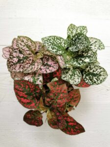 The 10 Best Terrarium Plants for Beginners (Easy Care Picks)