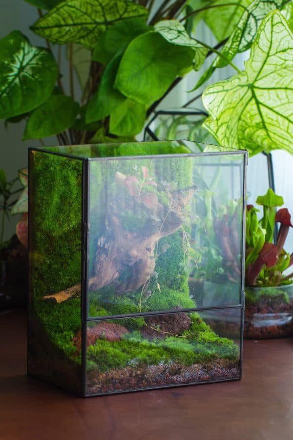 Terrarium Wall 101: Soaring Vivariums, Wall Mounts (& More)