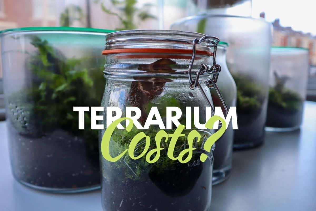 How to Choose the Right DIY Terrarium Containers - Terrarium Tribe