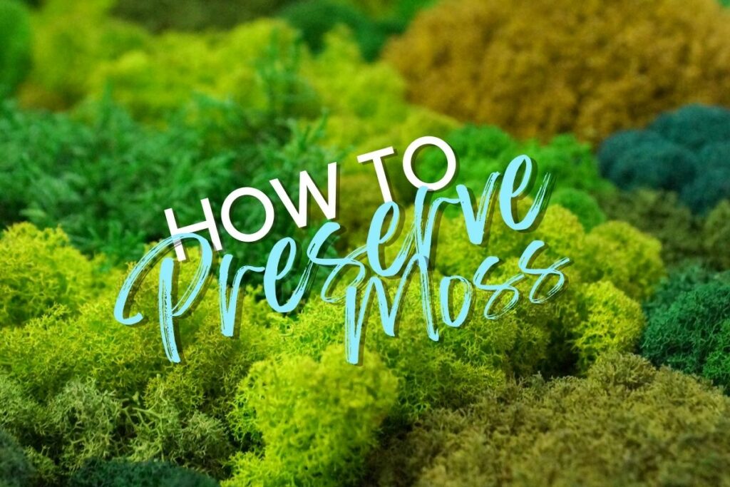 How to Preserve Moss for Decoration & Wall Art [Easy Guide] Terrarium Tribe