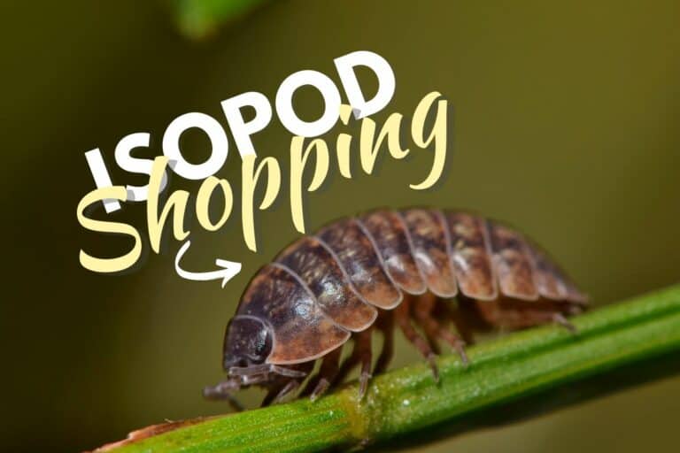 Isopods for Sale