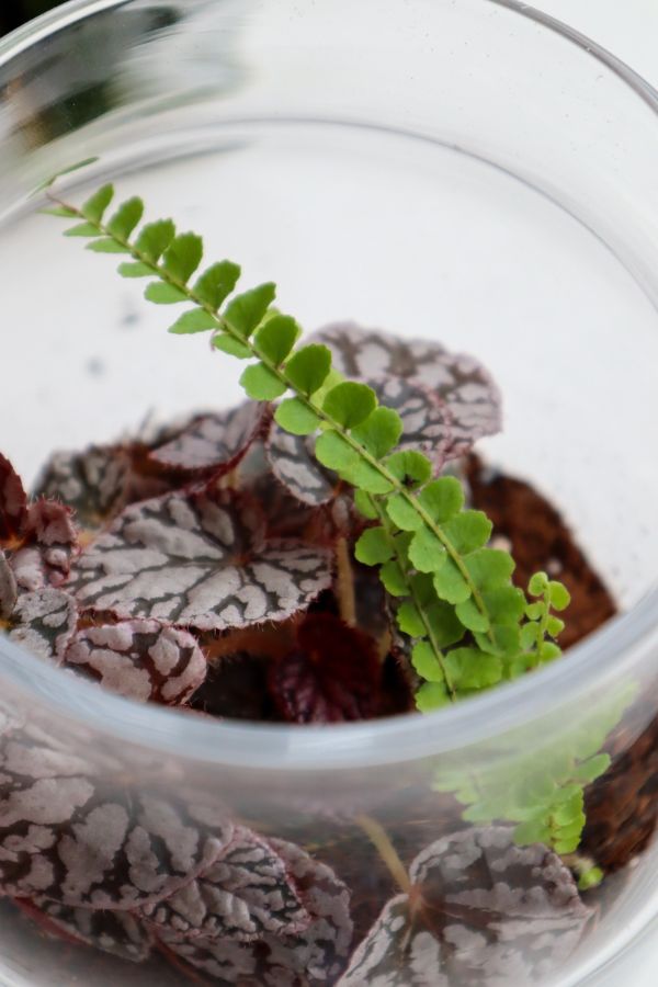 Lemon Button Fern in a terrarium with a begonia