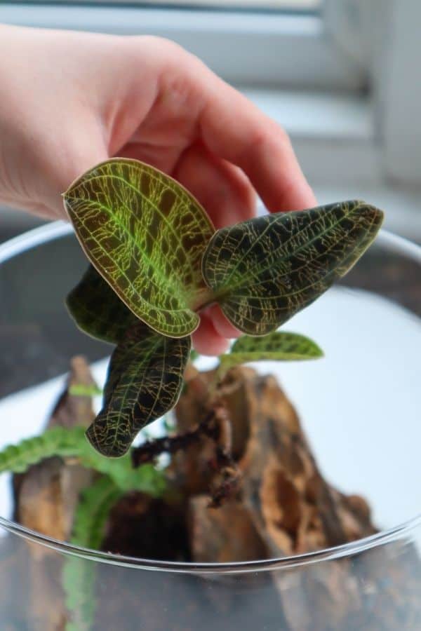 Jewel orchid terrarium