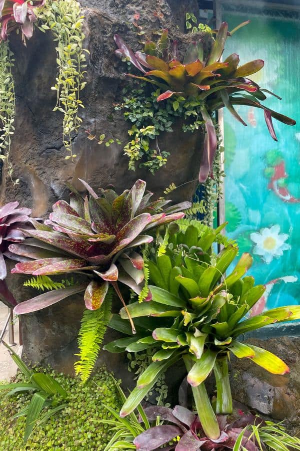 Reptiles And Houseplants: Growing Plants For A Terrarium With