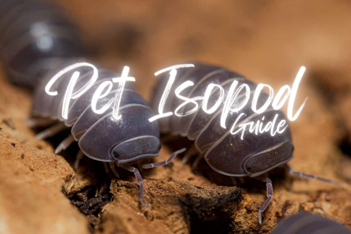 Giant Isopods As Pets