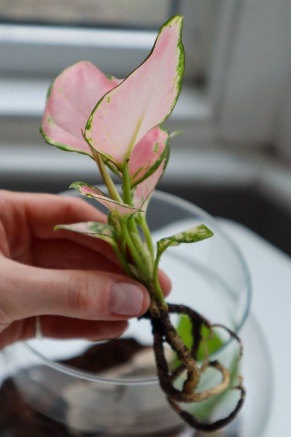 Pink Aglaonema 