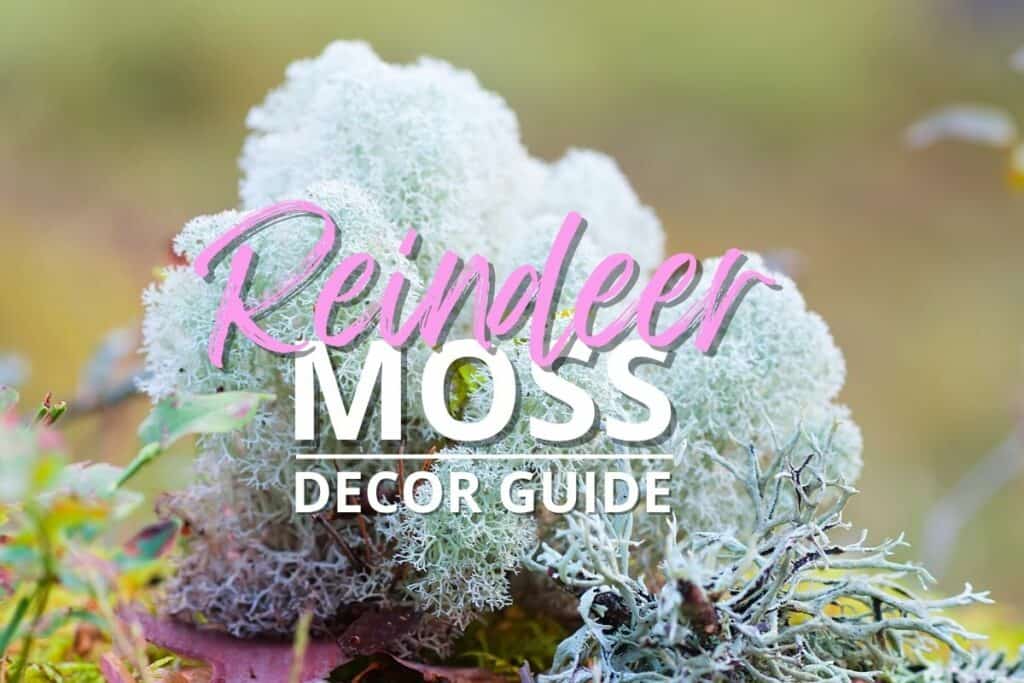 Reindeer Moss – Prairie Garden Trust