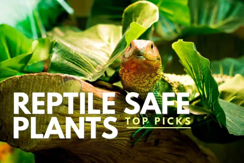 The Best Safe Plants for Reptiles 10 Naturalistic Species