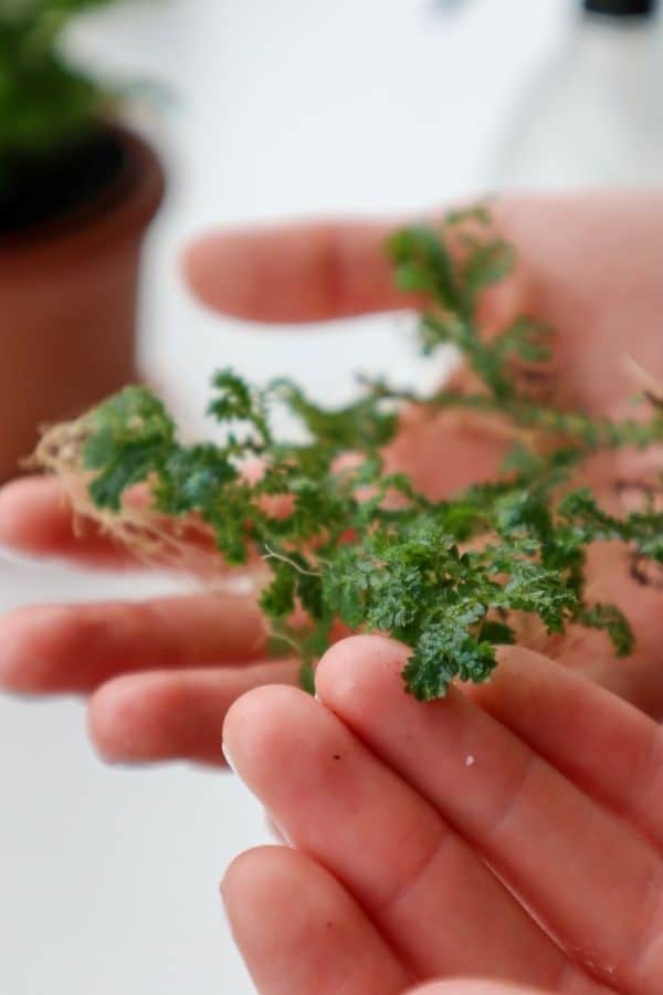 Selaginella uncinata