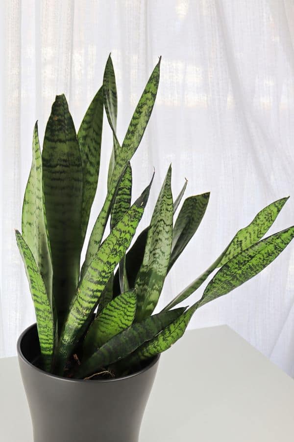 Snake Plant (Dracaena trifasciata)