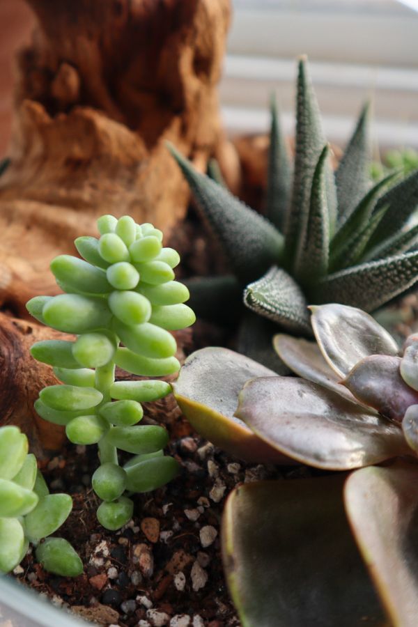 The Ultimate Guide to Terrarium Plants