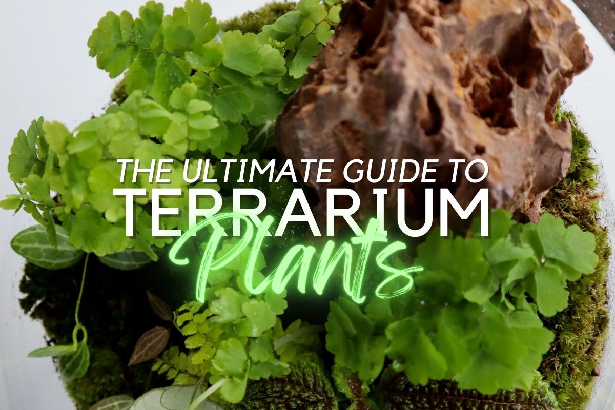 21 Best Terrarium Plants for a Closed and Open Terrarium