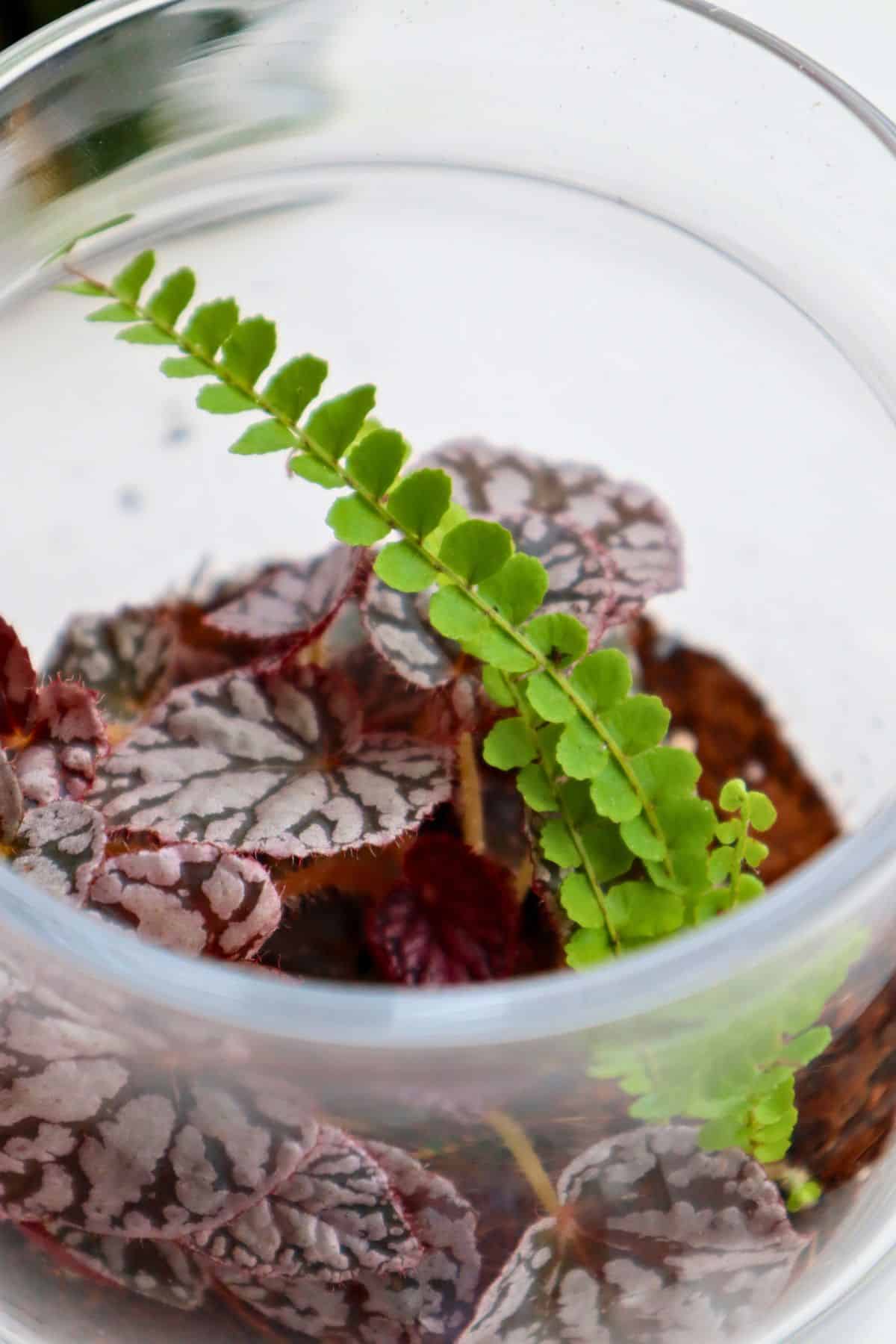 lemon button fern in terrarium