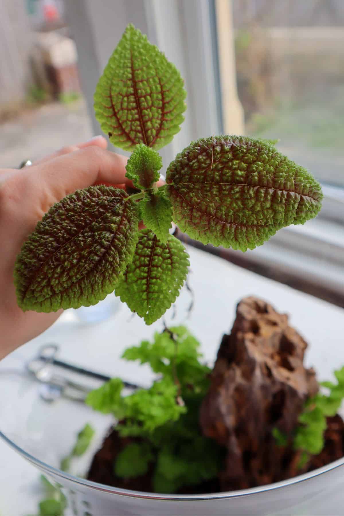 pilea moon valley for terrarium