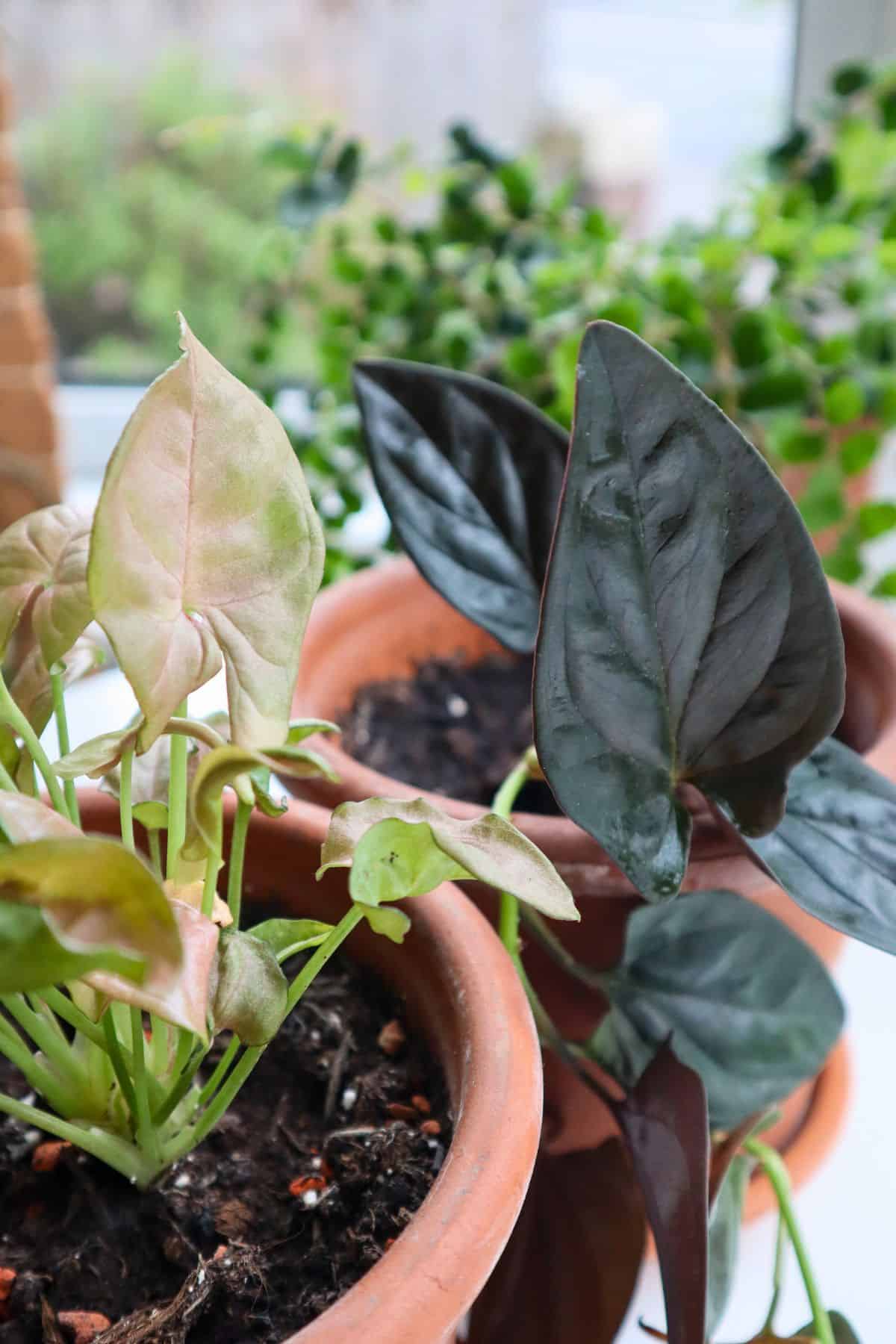 pink syngonium vs erythrophyllum