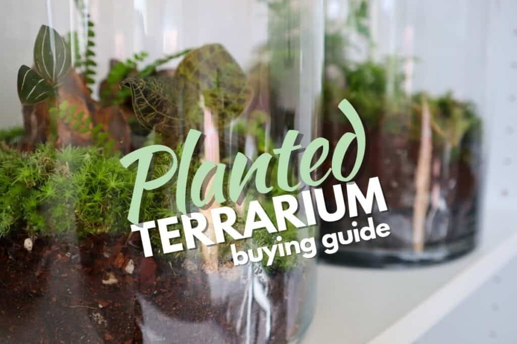 How to Find, Navigate (and Buy) Planted Terrariums for Sale