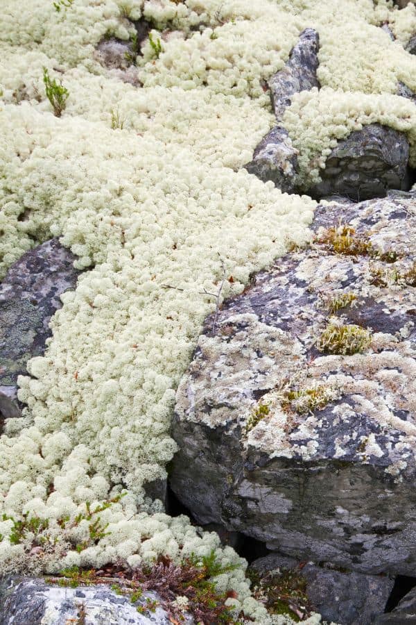 arctic caribou moss