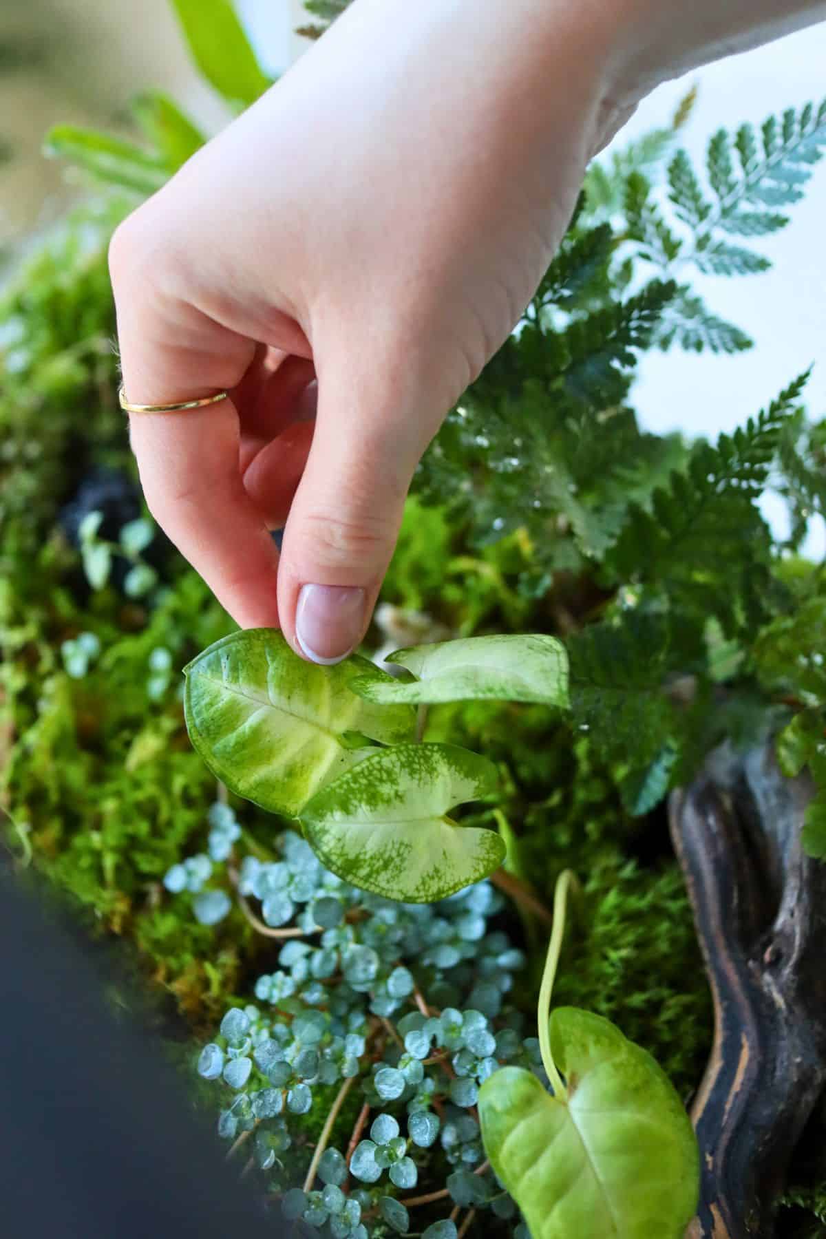 syngonium pixie in terrarium