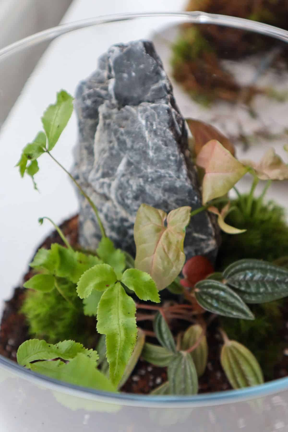 Tropical terrarium with seiryu stone, peperomia, syngonium and pteris fern.