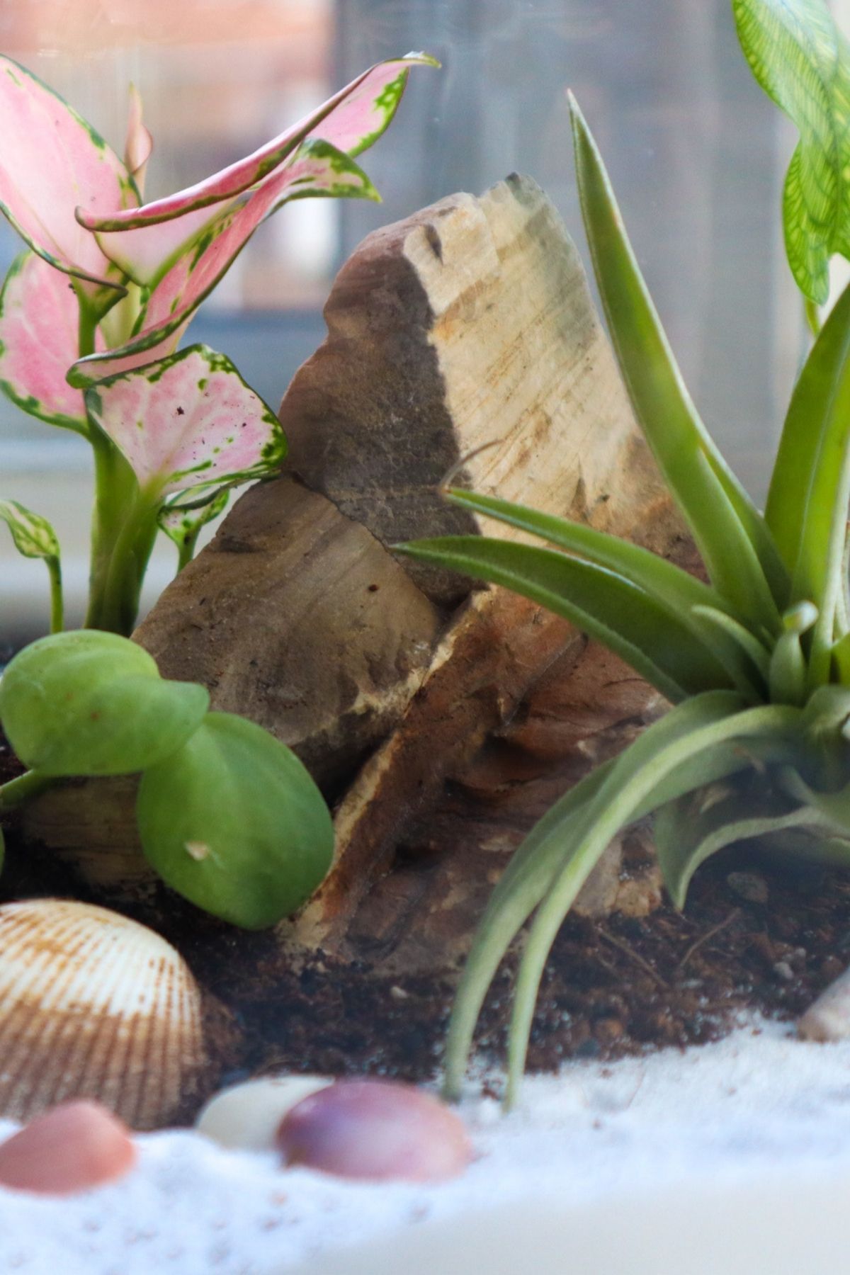 Beach terrarium with gobi stone, peperomia, air plant.