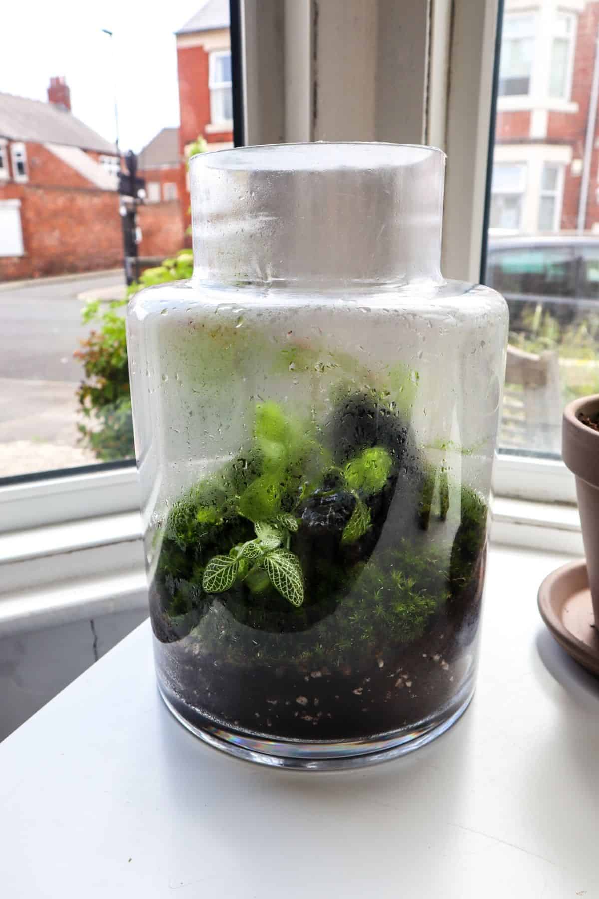 Humid terrarium with condensation